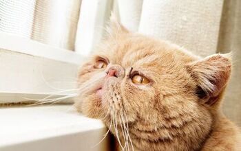 Can Cats Suffer From Depression?