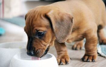 Can Dogs Drink Dairy-Free Milk Alternatives?