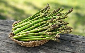 Can Dogs Eat Asparagus?