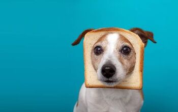 Can Dogs Eat Bread?