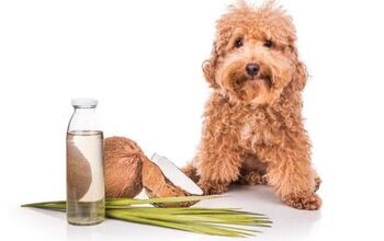 Can Dogs Eat Coconut?