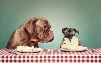 Can Dogs Eat Lettuce?