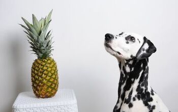 Can Dogs Eat Pineapple?