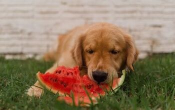 Can Dogs Eat Watermelon?