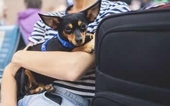 Can Dogs Fly On Delta Airlines?