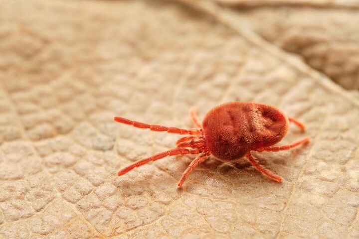 can dogs get harvest mites, Mi St Shutterstock