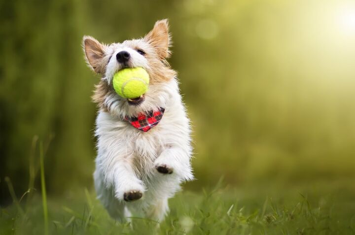 can dogs have adhd, Reddogs Shutterstock