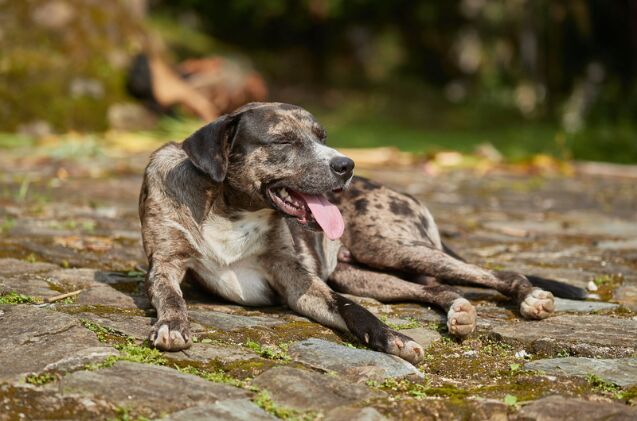 can dogs suffer from asthma, Photo credit Peter Gudella Shutterstock com