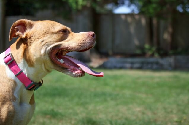 can dogs suffer from asthma, Photo credit sophiecat Shutterstock com