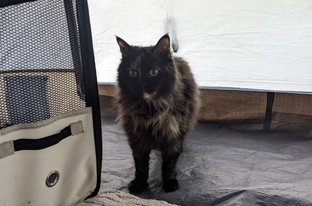 Pippen standing next to her playpen in the tent.