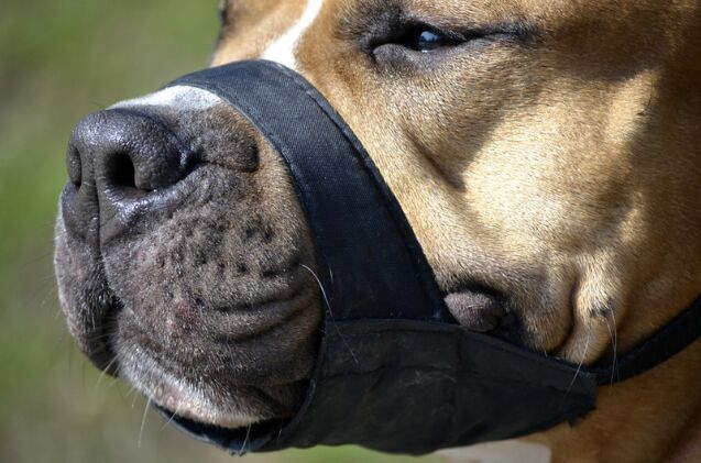 can i muzzle my dog to stop barking, Photo credit Hibrida Shutterstock com