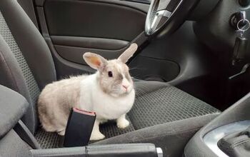 Can I Take My Rabbit on a Road Trip Safely?