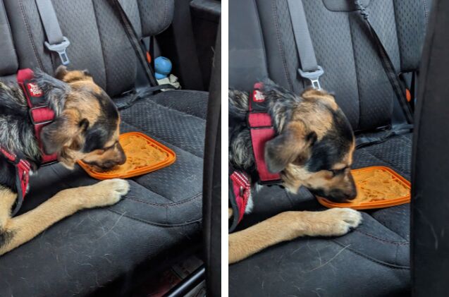 Lucifer in the car with his lick mat covered with mashed sweet potato. 