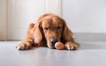 Can My Dog Eat Eggshells?