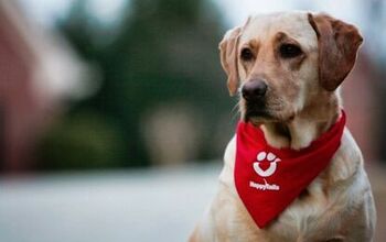 Can Therapy Dogs Help Lower Medication for Pre-Op Kids?