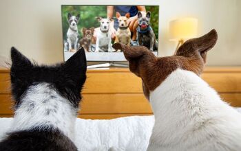 Can TV For Your Dog Actually Ease Anxiety?