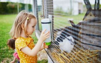 Can You Keep Rabbits Outdoors?