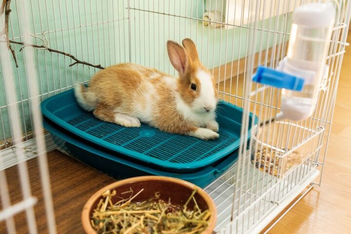 can you potty train a rabbit, Farhad Ibrahimzade Shutterstock