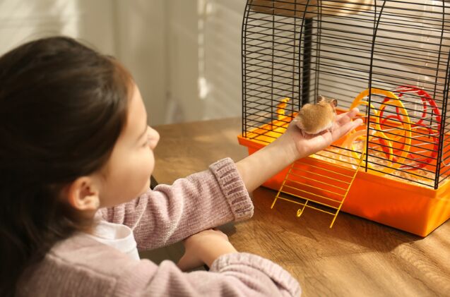 can you tame a hamster, Photo credit New Africa Shutterstock com