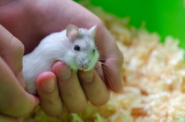 can you tame a hamster, Photo credit Savchenko Ruslan0212 Shutterstock com