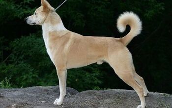 Canaan Dog