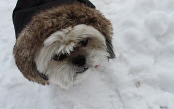 Canadian Canine Oscar’s Chilly Response To Winter, Eh!