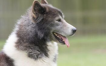 Canadian Eskimo Dog