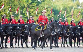 Canadian Horse