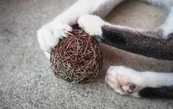 Canadian Veterinarian Medical Association Opposes Declawing In Cats