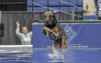 Canine Cancer Survivor Proves You Can Teach An Old Dog New Tricks!