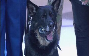 Canine Cutie Wins It All With Best Puck Drop EVER [Video]