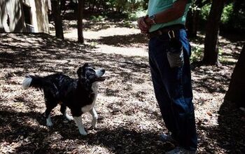 Canine Investigators on the Trail of Amelia Earhart