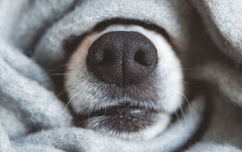 Canine Nose Prints Help Reunite Lost Pets with Owners