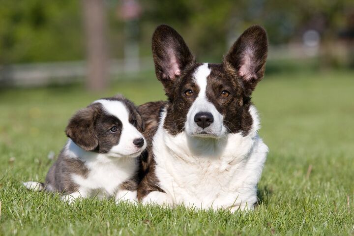 cardigan welsh corgi