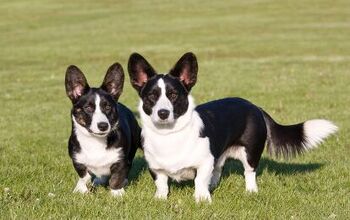 Cardigan Welsh Corgi