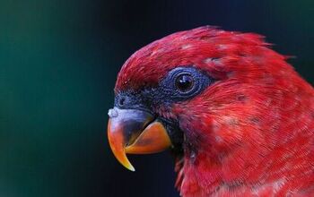 Cardinal Lory