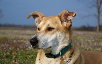 Carolina Dog