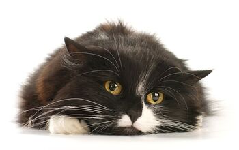 Cat Diseases: Two Infectious Illnesses You Should Know About