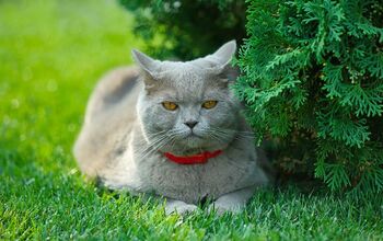 Cat Health: What Is Toxoplasmosis?