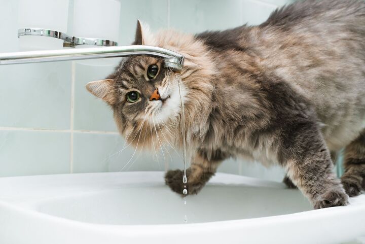 cat learns to turn on the sink causing cat astrophic flood, Sergio Photone Shutterstock