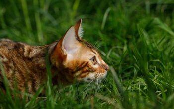 Cat-Napping On The Rise In The United Kingdom