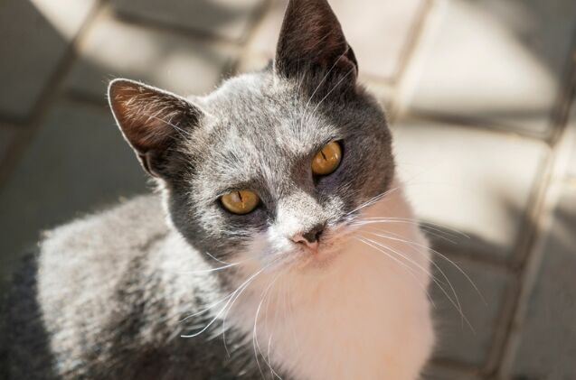 cat saved from hot car now modeling for target, Photo credit Piece of Cake Shutterstock com