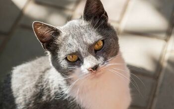 Cat Saved from Hot Car Now Modeling for Target