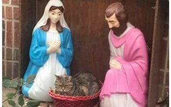 Cat Settles in For a Silent Night in NY Nativity Scene Manger