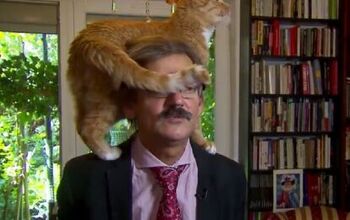 Cat Steals the Show By Jumping on Owner’s Head During Live TV Interv