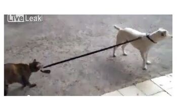 Cat Takes Her Dog For A Walk