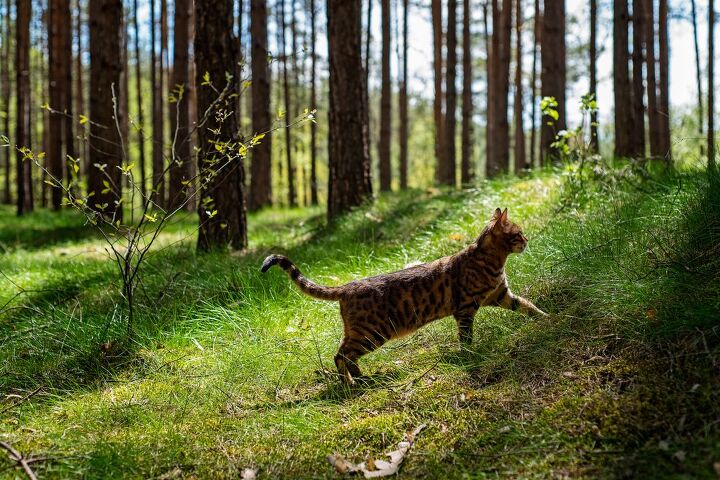 cat travels hundreds of miles to find his way home, EvaGai Shutterstock