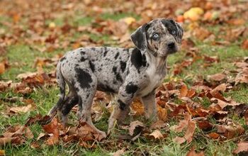 Catahoula Leopard Dog