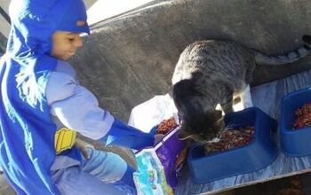 “Catman” Saves The Day for Feral Kitties in His Neighborhood