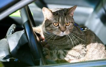 Cats And Car Rides: How To Get Them To Mix